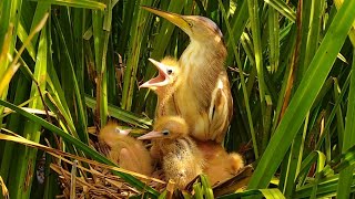 Baby Birds [ Baby Birds Need Food ] Father Feed Babies