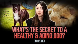 Keeping Your Elderly Dog Happy & Healthy | Dr. Lily Chen