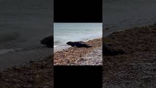 Isle of Man Coast (Seals)