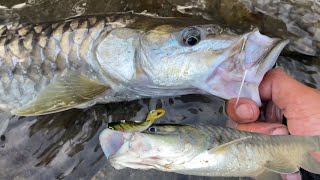 Shifting Golden mahseer Arunachal Pradesh fishing Videos//Angling as a Sport Game northeast India.