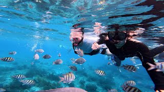 Snorkeling in Cozumel, Mexico! January 2023