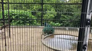 Fukuoka/Hakata-Shimonoseki 福岡／博多-下関 🎌 Jun 2018 🎌🍈 - Fukuoka Zoo and Bontanical Garden 🦈 20180612