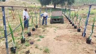 High Density dragonfruit planting