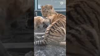 The dog bullies tiger 😳 #shorts #viral #trending