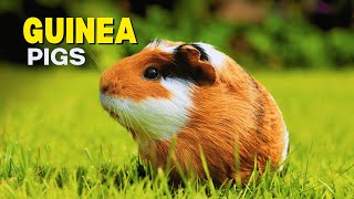 Understanding GUINEA PIGS: 12 Incredible Facts!