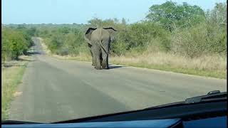 Two bull elephants fighting over female in Kruger national park near satara