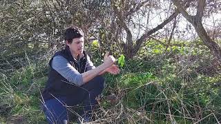 Lords & Ladies (Arum maculatum) Identification - Foraging UK -