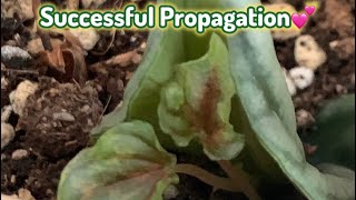 Successful Peperomia Propagation || Leaf Propagation || Peperomia Leaf Propagation