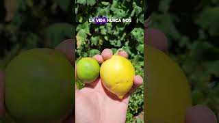 🍋 Los limones NO EXISTEN!!