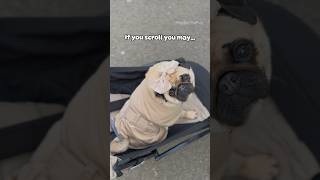 🚨DON’T MISS THE CHANCE AGAIN! 🥹 HURRY PUG! #pug #dog #shorts