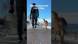 A dog vlog - tough life but someone’s gotta do it