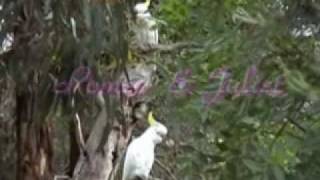 Dire Straits, Romeo & Juliet , Dancing Cockatoos