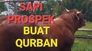 CALON SAPI QURBAN IDEAL SAPI 800 UP BERTANDUK  SAPI LEMU