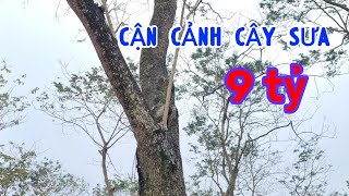 Cận Cảnh Cây Sưa Của Chú Bắc Đến Bây Giờ Còn Lại Giá Trị Bao Nhiêu - Nghe Mà Tiếc Đứt Ruột