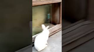 Rabbits Love