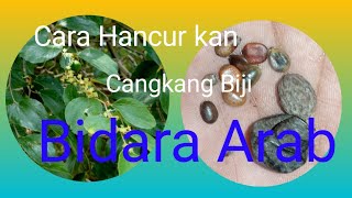 Cara Memecah Cangkang Bidara Arab