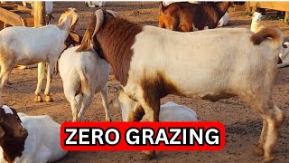 Goat Farming : How we feed our zero grazed goats