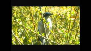 Island Scrub-jay.mpeg