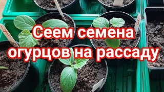 Посев семян огурцов на рассаду