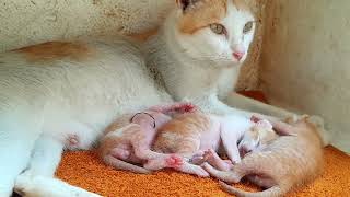 The most love newborn baby kittens sleeping together after milk