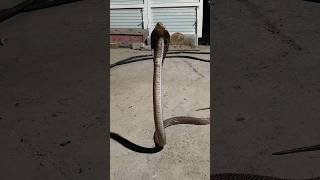 नागराज आ गए घर#shorts #travel #cobra #snake