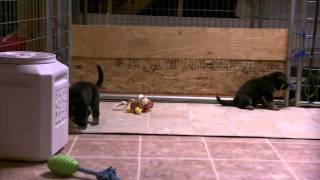 German shepherd puppies for sale 3 boys 4 wk Vomweiland Video B.AVI.AVI