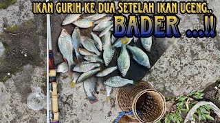 Mancing Ikan Gurih Bersirip Kuning Di Sungai Daerah BANGIL #mancingliar