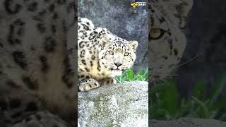 Ghost of the Mountains - Snow Leopard | Discover with sabi