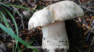 Pilze Juli/Erster verwertbarer Sommersteinpilz am 12.07.2020