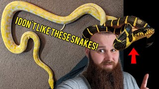 I don't like these snakes! mangrove snake & reticulated python.