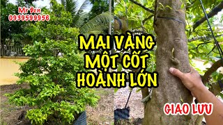 @Mr Đen 0939599956 - Giao lưu cây mai vàng hoành lớn tàng thông một cốt thành phẩm