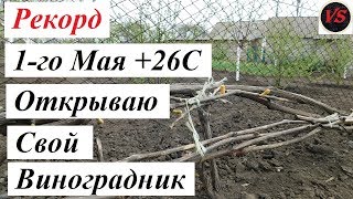 Рекорд - 1го Мая +26С - Открываю Виноградник