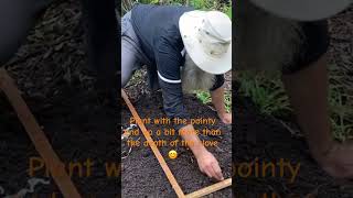 Planting garlic #permaculture #foodforest #biodiversity #gardeningtips