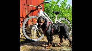 Pyöräily koiran kanssa (Cycling with a dog)