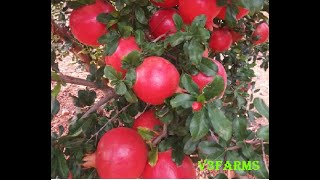 5 months Pomegranate fruits yet to harvest