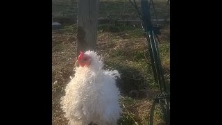 Lady Frizzle finally hatched a baby chick! After 2 years trying!