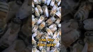 Queen Bee Getting Ready To Swarm!! #beekeeping #shorts