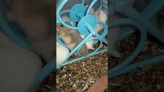 So cute Hamster .. ..#animals #shortvideo (4)