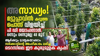 മട്ടുപ്പാവിലെ കുരുമുളക്‌ വളർത്തൽ വൻ വിജയം, ഒപ്പം പച്ചക്കറികളും, ഇത്‌ കൊട്ടാരക്കരയിലെ അത്ഭുതം