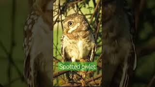 spotted owlet| #nature #indianwildlife #indianbirds #bird #birdwatching #hunting #wildlife