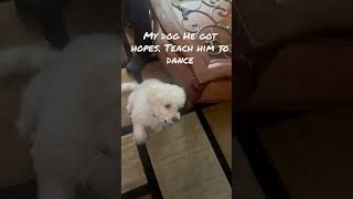 #dancingdog  #puppy  #dog #fun #animals #animallover #doglovers