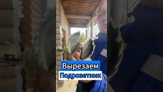 🔥Вырезаем Подразетник🔥