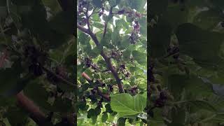 #afghanistanfoodagriculture #fruit #afghanvillage #foodanddrink #viral #nature #Mulberry