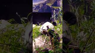 Giant Huge Panda Enjoy Bamboo   - Ueno Park Tokyo Japan - Cute Panda Video