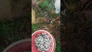 IKAN GAK USAH BELI TINGGAL AMBIL(5)