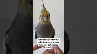 This Cockatiel Is A Star✨✨#cockatiel #star #famousstars #shorts