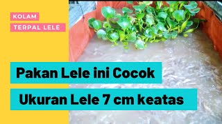 #Pelet #kolamlele #Pakanlele #pakanalternatif   Jenis pakan lele berdasarkan ukurannya