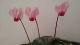 Cyclamen