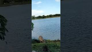 What a beauty of Lakhimpur Pond of Darrang..... undescribable