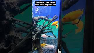 മിതമായ നിരക്കിൽ aquarium fish സ്വന്തമാക്കാം | Himadri Aquatics #shorts #shortvideo #fish #aquarium